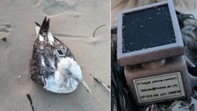 ನೌಕಾನೆಲೆಗೆ ಹಾರಿಬಂದ ಸೀಗಲ್​ ಹಕ್ಕಿಯಲ್ಲಿ ಚೀನಾದ gps​ ಟ್ರ್ಯಾಕರ್ ಪತ್ತೆ