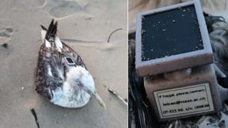 ಕಾರವಾರ ನೌಕಾನೆಲೆಗೆ ಹಾರಿಬಂದ ಸೀಗಲ್​ ಹಕ್ಕಿಯಲ್ಲಿ ಚೀನಾದ ಜಿಪಿಎಸ್​ ಟ್ರ್ಯಾಕರ್ ಪತ್ತೆ