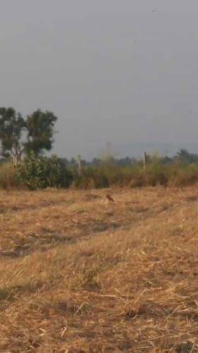 ಚಿಕ್ಕಮಗಳೂರಿನಲ್ಲಿ ಹಸುವನ್ನು ಬಲಿ ಪಡೆದ ಚಿರತೆ!