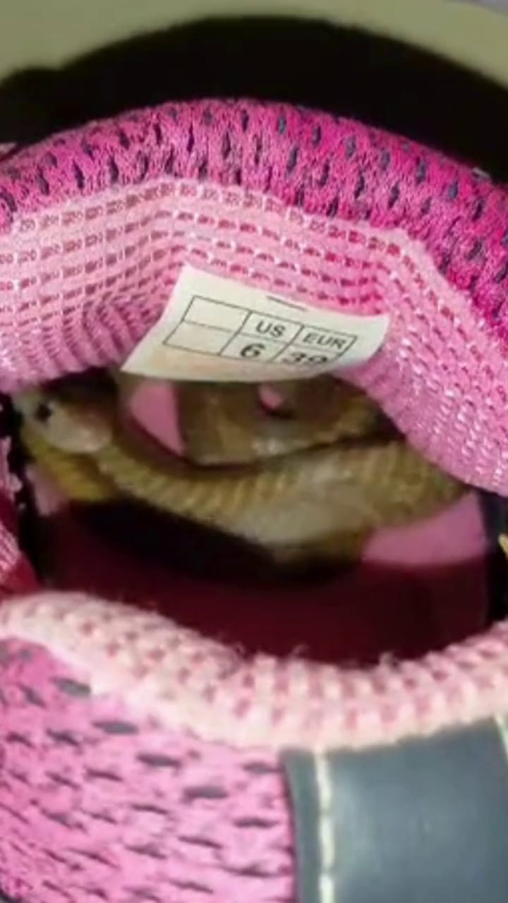 ಮೈಸೂರು: ಶೂ ಒಳಗೆ ಹೇಗೆ ಅಡಗಿತ್ತು ನೋಡಿ ನಾಗರಹಾವಿನ ಮರಿ!