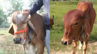 ಲಕ್ಷಾಂತರ ರೂ ಮೌಲ್ಯದ ಹಸುಗಳ ಕಳ್ಳತನ: ಒಂದು ಹಸುವಿನ ಕತ್ತು ಕೊಯ್ದ ಕೀಚಕರು