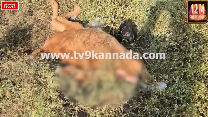 ಶಿರಚ್ಛೇದ ಮಾಡಿದ ರೀತಿಯಲ್ಲಿ ಹಸುವಿನ ಕರು ಪತ್ತೆ: ಅಷ್ಟಕ್ಕೂ ಆಗಿದ್ದೇನು?