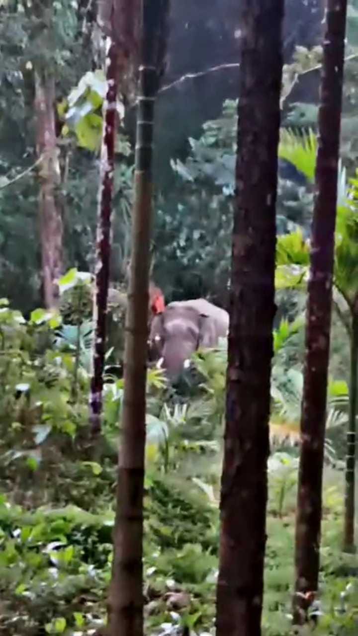 ತೋಟಗಳಿಗೆ ನುಗ್ಗಿ ಕಾಡಾನೆ ಉಪಟಳ