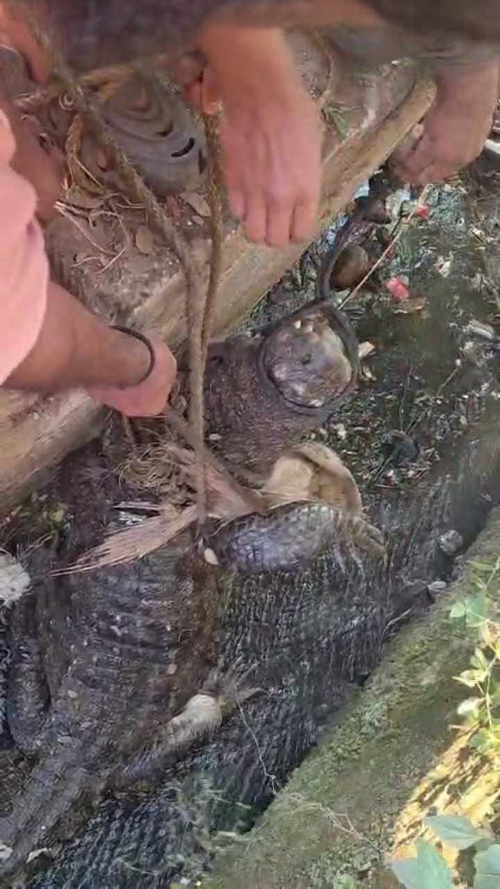 ದಾಂಡೇಲಿ ನಗರದಲ್ಲಿ ಮೊಸಳೆ ಪ್ರತ್ಯಕ್ಷ !