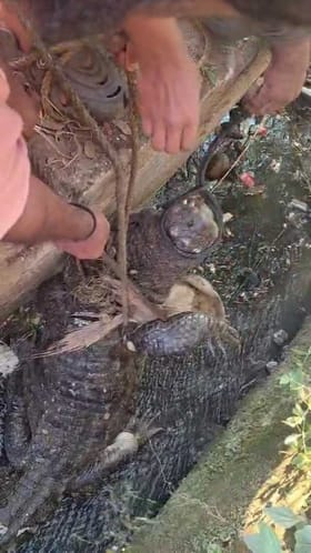 ದಾಂಡೇಲಿ ನಗರದಲ್ಲಿ ಮೊಸಳೆ ಪ್ರತ್ಯಕ್ಷ !