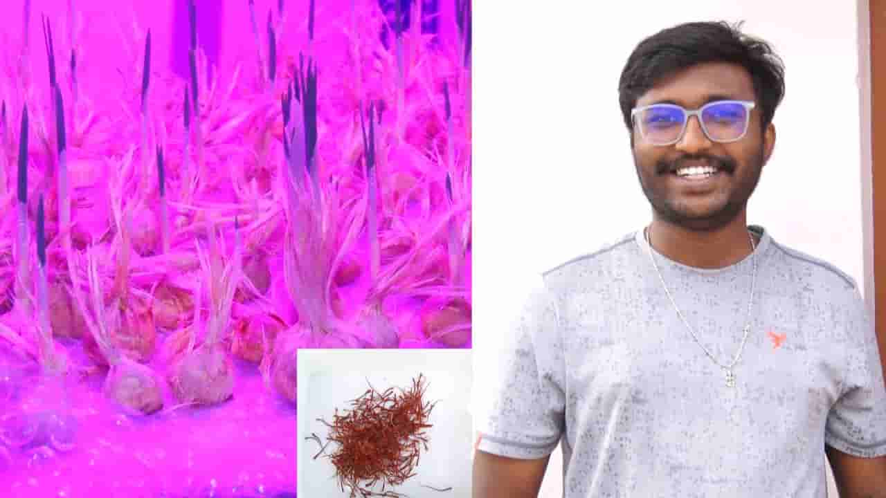 ಬಯಲು ಸೀಮೆಯಲ್ಲಿ ಕಾಶ್ಮೀರ ಕೇಸರಿ ಬೆಳೆದು ಸೈ ಎನಿಸಿಕೊಂಡ ಸಾಫ್ಟ್‌ವೇರ್ ಇಂಜಿನಿಯರ್