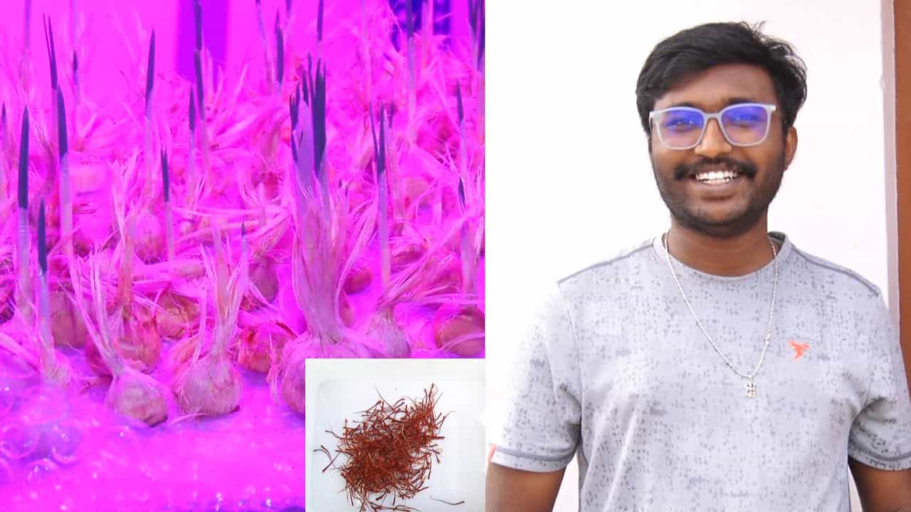 ಬಯಲು ಸೀಮೆಯಲ್ಲಿ ಕಾಶ್ಮೀರ ಕೇಸರಿ ಬೆಳೆದು ಸೈ ಎನಿಸಿಕೊಂಡ ಸಾಫ್ಟ್ವೇರ್ ಇಂಜಿನಿಯರ್ ಬಯಲು ಸೀಮೆಯಲ್ಲಿ ಕಾಶ್ಮೀರ ಕೇಸರಿ ಬೆಳೆದು ಸೈ ಎನಿಸಿಕೊಂಡ ಸಾಫ್ಟ್ವೇರ್ ಇಂಜಿನಿಯರ್