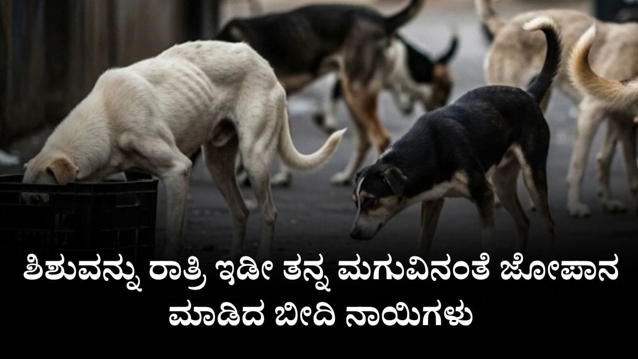 ರಸ್ತೆಯಲ್ಲಿದ್ದ ನವಜಾತ ಶಿಶುವನ್ನು ರಾತ್ರಿ ಇಡೀ ತನ್ನ ಮಗುವಿನಂತೆ ಜೋಪಾನ ಮಾಡಿದ ಬೀದಿ ನಾಯಿಗಳು