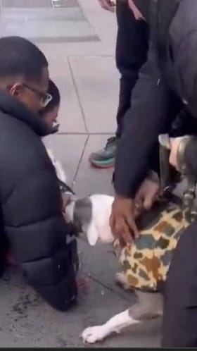 ನ್ಯೂಯಾರ್ಕ್​​ ಬೀದಿಯಲ್ಲಿ ಬಾಲಕನಿಗೆ ಕಚ್ಚಿದ ಪಿಟ್​ಬುಲ್