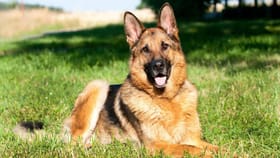 ಸಾಕಿದ್ದ ನಾಯಿಗೆ ಅನಾರೋಗ್ಯ, ಖಿನ್ನತೆಯಿಂದ ಸಹೋದರಿಯರು ಆತ್ಮಹತ್ಯೆ