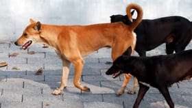 ಸ್ಮಶಾನದ ಬಳಿ ಮೃತ ಶಿಶುವನ್ನು ಬಾಯಲ್ಲಿ ಕಚ್ಚಿಕೊಂಡು ಓಡಿದ ನಾಯಿ