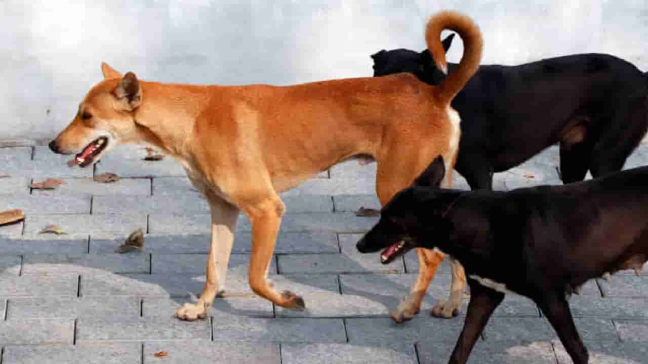 ಸ್ಮಶಾನದ ಬಳಿ ಮೃತ ಶಿಶುವನ್ನು ಬಾಯಲ್ಲಿ ಕಚ್ಚಿಕೊಂಡು ಓಡಿದ ನಾಯಿ