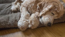 ನೀವು ಸಾಕಿರುವ ನಾಯಿಗೂ ಬುದ್ಧಿಮಾಂದ್ಯತೆ ಬರಬಹುದು ಎಚ್ಚರ!