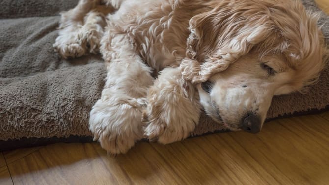 ನೀವು ಸಾಕಿರುವ ನಾಯಿಗೂ ಬುದ್ಧಿಮಾಂದ್ಯತೆ ಬರಬಹುದು ಎಚ್ಚರ!