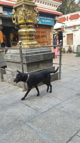 2 ಗಂಟೆ ದೇಗುಲದ ಗರ್ಭಗುಡಿ ಸುತ್ತಿದ ಶ್ವಾನ!