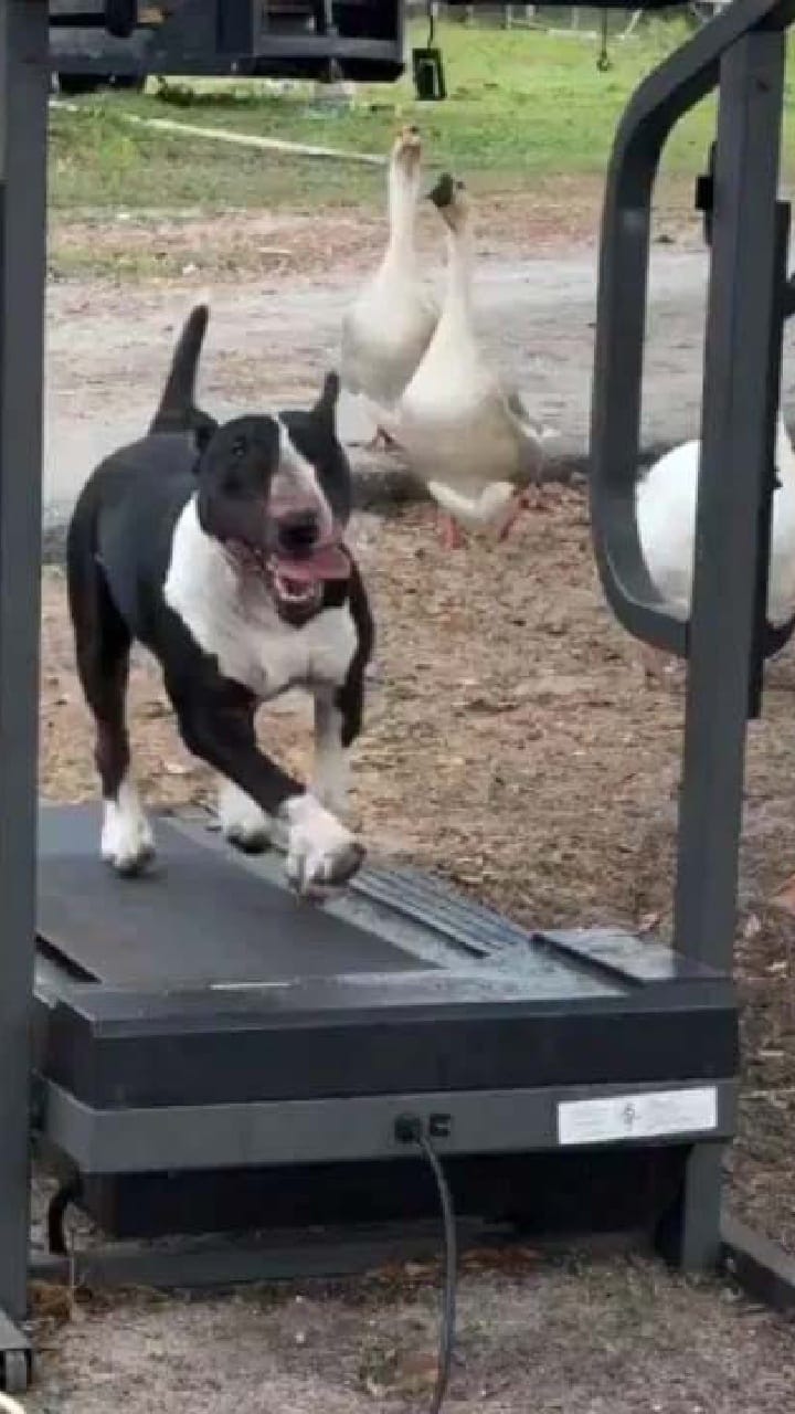 ಟ್ರೆಡ್​​ಮಿಲ್​ನಲ್ಲಿ ಈ ನಾಯಿಯ ವರ್ಕ್​ಔಟ್ ನೋಡಿ!