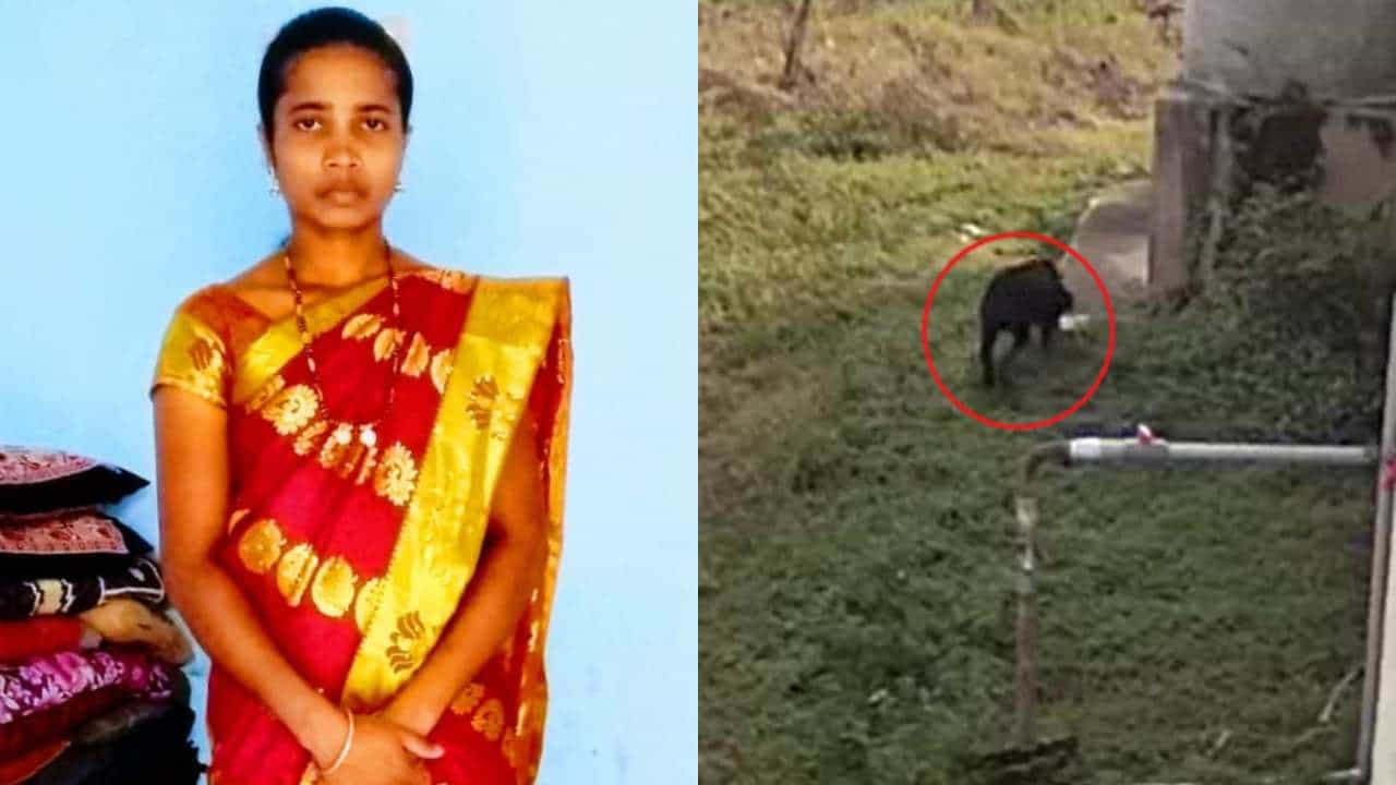 ದಾವಣಗೆರೆ: ತೋಟ ಕಾಯಲು ಬಿಟ್ಟಿದ್ದ ರಾಟ್ ವೀಲರ್ ಶ್ವಾನಗಳ ದಾಳಿಗೆ ಮಹಿಳೆ ಬಲಿ ದಾವಣಗೆರೆ: ತೋಟ ಕಾಯಲು ಬಿಟ್ಟಿದ್ದ ರಾಟ್ ವೀಲರ್ ಶ್ವಾನಗಳ ದಾಳಿಗೆ ಮಹಿಳೆ ಬಲಿ