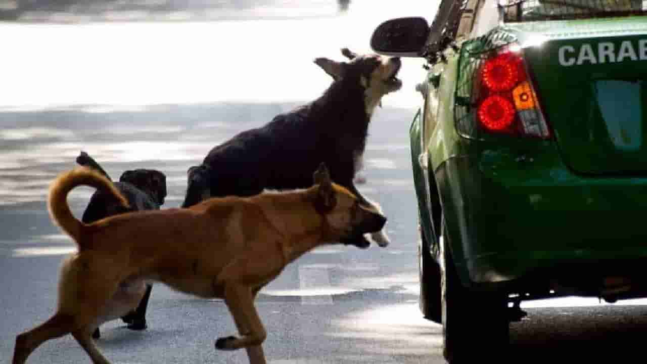 ನಾಯಿಗಳು ಕಾರ್, ಬೈಕನ್ನು ಅಟ್ಟಿಸಿಕೊಂಡು ಹೋಗುವುದೇಕೆ ಗೊತ್ತಾ?