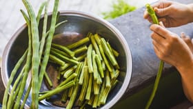 ನಿಮಗೆ ಈ ಆರೋಗ್ಯ ಸಮಸ್ಯೆ ಇದ್ರೆ ನುಗ್ಗೆಕಾಯಿ ಹತ್ತಿರಕ್ಕೂ ಹೋಗಬೇಡಿ