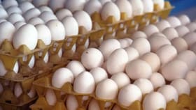 ಮೊಟ್ಟೆ ತಿಂದರೆ ಕ್ಯಾನ್ಸರ್ ಬರುತ್ತಾ? ಮೊಟ್ಟೆ ರಹಸ್ಯ ಬಿಚ್ಚಿಟ್ಟ ತಜ್ಞರು!