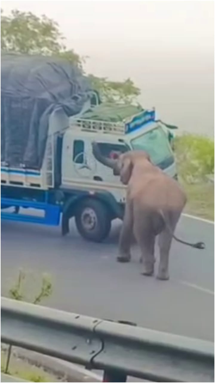 ದಿಂಬಂ ಘಾಟ್​ನಲ್ಲಿ ಮತ್ತೆ ವಸೂಲಿಗೆ ನಿಂತ ಕಾಡಾನೆ