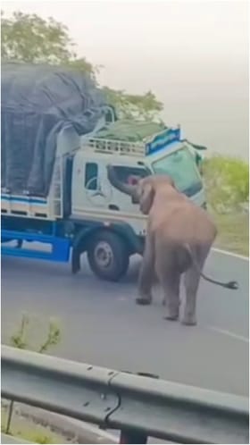 ದಿಂಬಂ ಘಾಟ್​ನಲ್ಲಿ ಮತ್ತೆ ವಸೂಲಿಗೆ ನಿಂತ ಕಾಡಾನೆ
