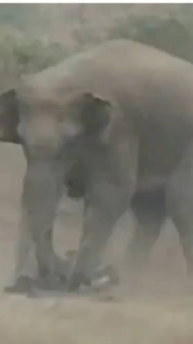 ಸೆಲ್ಫಿ ತೆಗೆಯಲು ಹೋದವನ ಸ್ಮಶಾನಕ್ಕೆ ಕಳಿಸಿದ ಕಾಡಾನೆ