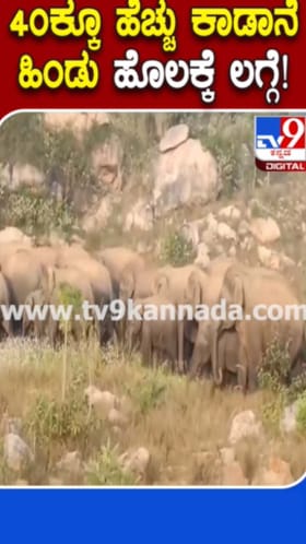 ನಾಡಿಗೆ ಲಗ್ಗೆಯಿಟ್ಟ 40ಕ್ಕೂ ಹೆಚ್ಚು ಕಾಡಾನೆ ಹಿಂಡು
