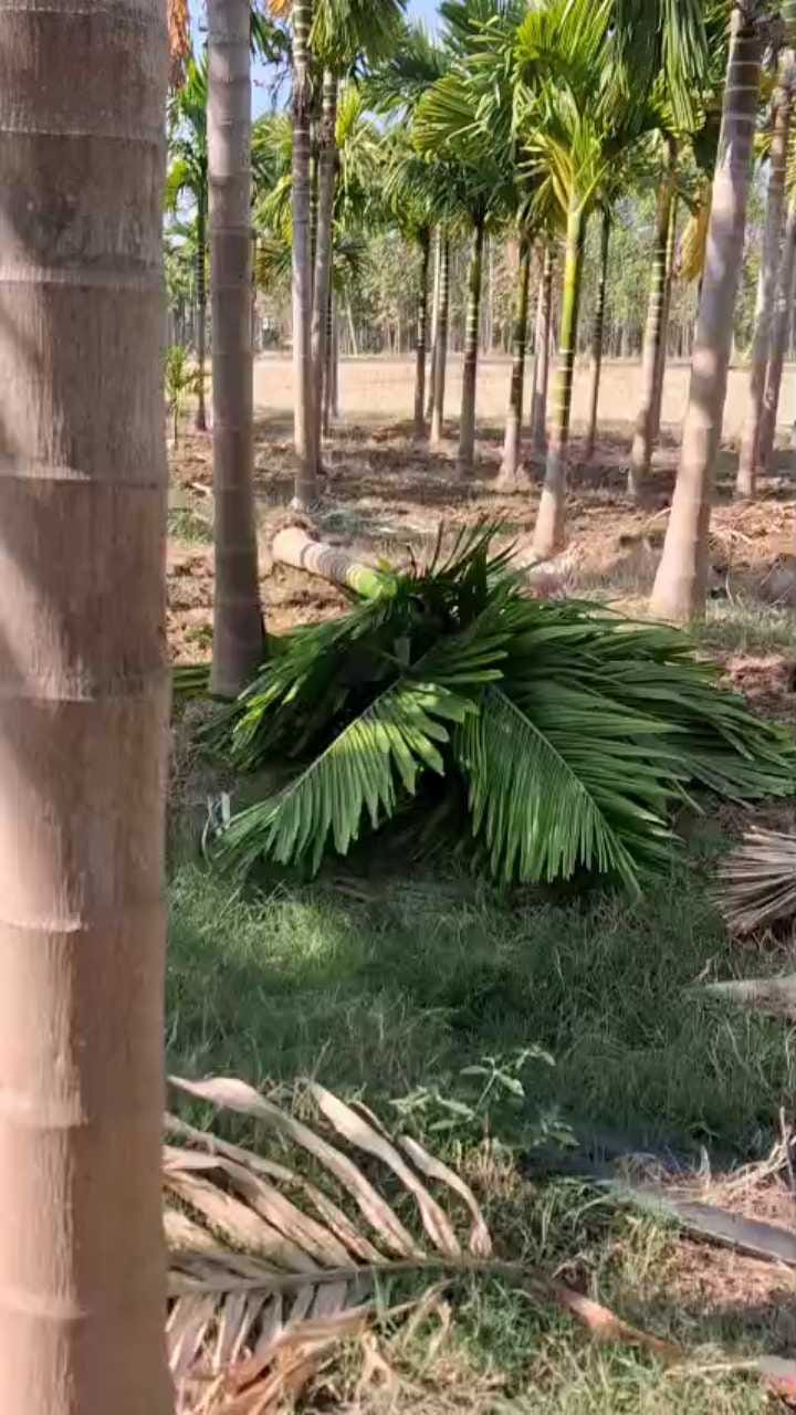 ಮುಂಡಗೋಡಿನಲ್ಲಿ ಆನೆ ಹಾವಳಿ; ಲಕ್ಷಾಂತರ ಮೌಲ್ಯದ ಬೆಳೆ ನಾಶ