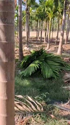 ಮುಂಡಗೋಡಿನಲ್ಲಿ ಆನೆ ಹಾವಳಿ; ಲಕ್ಷಾಂತರ ಮೌಲ್ಯದ ಬೆಳೆ ನಾಶ