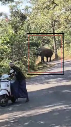 ರಸ್ತೆಗೆ ಅಡ್ಡನಿಂತ ಆನೆ: ಸಂಚಾರ ಅಸ್ತವ್ಯಸ್ತ