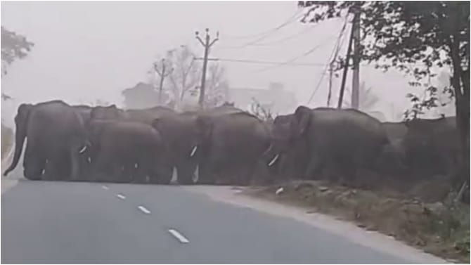 ಹೊಸೂರು ಬಳಿ ಹಳ್ಳಿಗೆ ನುಗ್ಗಿದ 40ಕ್ಕೂ ಹೆಚ್ಚು ಕಾಡಾನೆ ಹಿಂಡು!