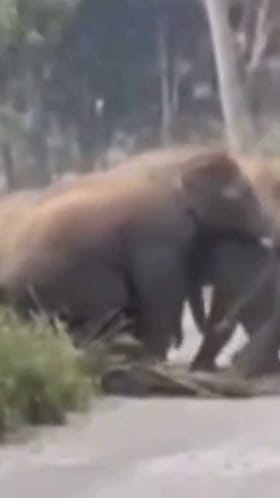 ಡ್ರೋನ್ ಕ್ಯಾಮರಾದಲ್ಲಿ ಸೆರೆಯಾದ ಕಾಡಾನೆಗಳ ಹಿಂಡು