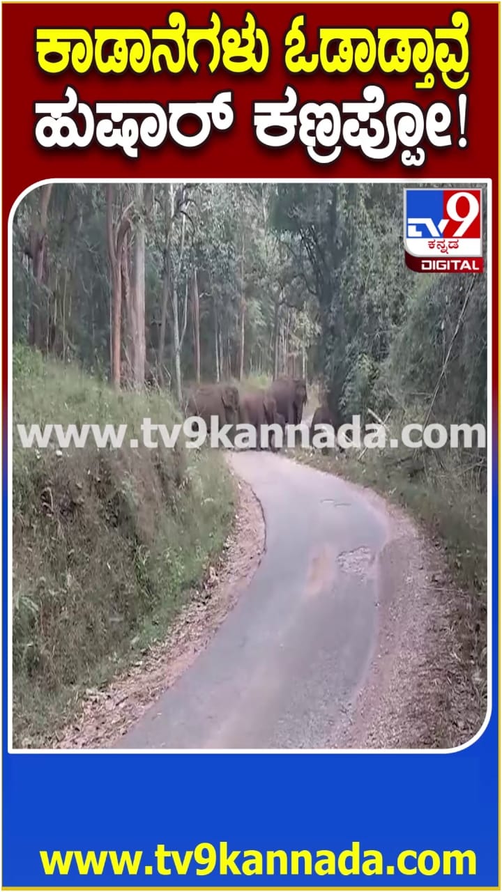 ರಸ್ತೇಲಿ ಕಾಡಾನೆಗಳ ಬಿಂದಾಸ್ ವಾಕಿಂಗ್