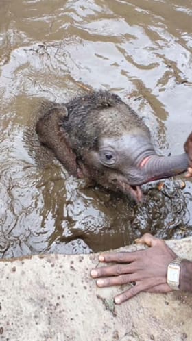 ಕೊಳಚೆ ಗುಂಡಿಗೆ ಬಿದ್ದ ಮರಿಯಾನೆಯ ರಕ್ಷಣೆ