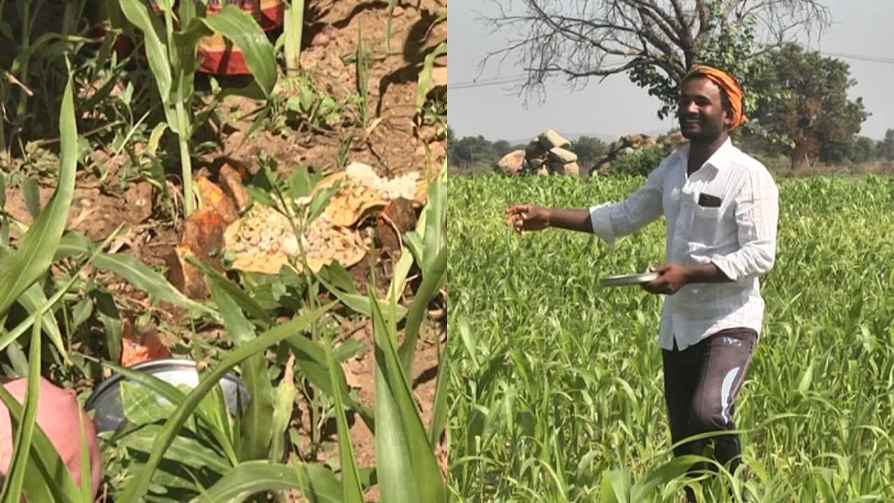 ಕುಟುಂಬಸ್ಥರೆಲ್ಲಾ ಸೇರಿ ಬನ್ನಿ ಮರ ಹಾಗೂ ಭೂಮಿ ತಾಯಿಗೆ ಪೂಜೆಯನ್ನ ಸಲ್ಲಿಸುತ್ತಾರೆ. ತಾವು ತಂದ ನೈವೆೇದ್ಯವನ್ನು ಅರ್ಪಿಸುತ್ತಾರೆ. ಐದು ಸಣ್ಣ ಕಲ್ಲಿನ ತುಕ್ಕಡಿಗಳನ್ನ ತಂದಿಟ್ಟು ಪಾಂಡವರು ಅಂತ ಭಾವಿಸಿ ವಿಶೇಷ ರೀತಿಯಲ್ಲಿ ಪೂಜೆಯನ್ನ ಸಲ್ಲಿಸುತ್ತಾರೆ. ಬಳಿಕ ಹೆಗಲಿಗೆ ಹೆಗಲು ಕೊಟ್ಟು ದುಡಿಯುವ ಎತ್ತುಗಳಿಗೆ ನೈವೇದ್ಯ ತಿನ್ನಿಸಲಾಗುತ್ತೆ. ಇದಾದ ಬಳಿಕವೇ ರೈತರು ನೈವೇದ್ಯವನ್ನ ಜಮೀನಿನಲ್ಲಿ ಬೆಳೆಗೆ ಚಲ್ಲುತ್ತಾರೆ ಅದಕ್ಕೆ ಚರಗ ಚೆಲ್ಲುವುದು ಅಂತ ಹೇಳಲಾಗುತ್ತೆ.
