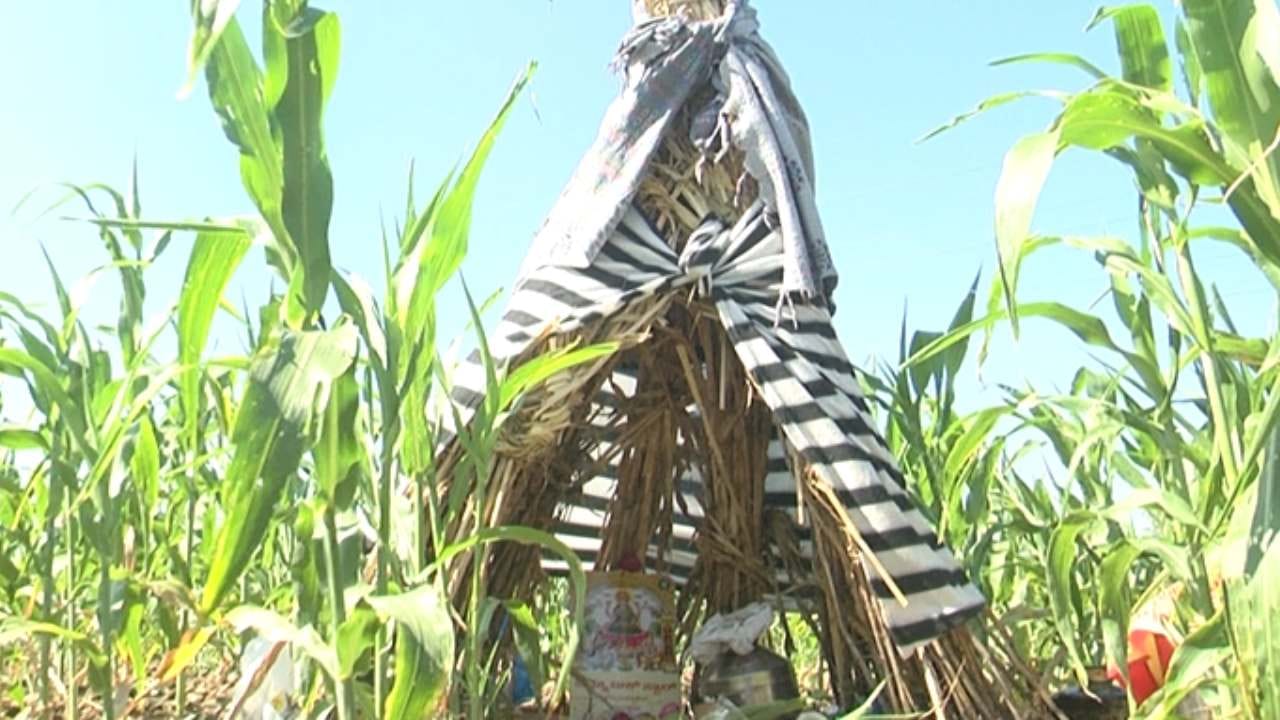 ಇತ್ತ ಗಡಿ ಜಿಲ್ಲೆ ಬೀದರ್​​ನಲ್ಲೂ ಎಳ್ಳಮಾವಾಸ್ಯೆ ಹಬ್ಬ ಸಡಗರ ಜೋರಾಗಿತ್ತು. ಭೂ ತಾಯಿಗೆ ವಿಶೇಷ ಪೂಜೆ ಸಲ್ಲಿಸಿ ದೇವರಿಗೆ ಉಡಿ ತುಂಬಿದರು. 
