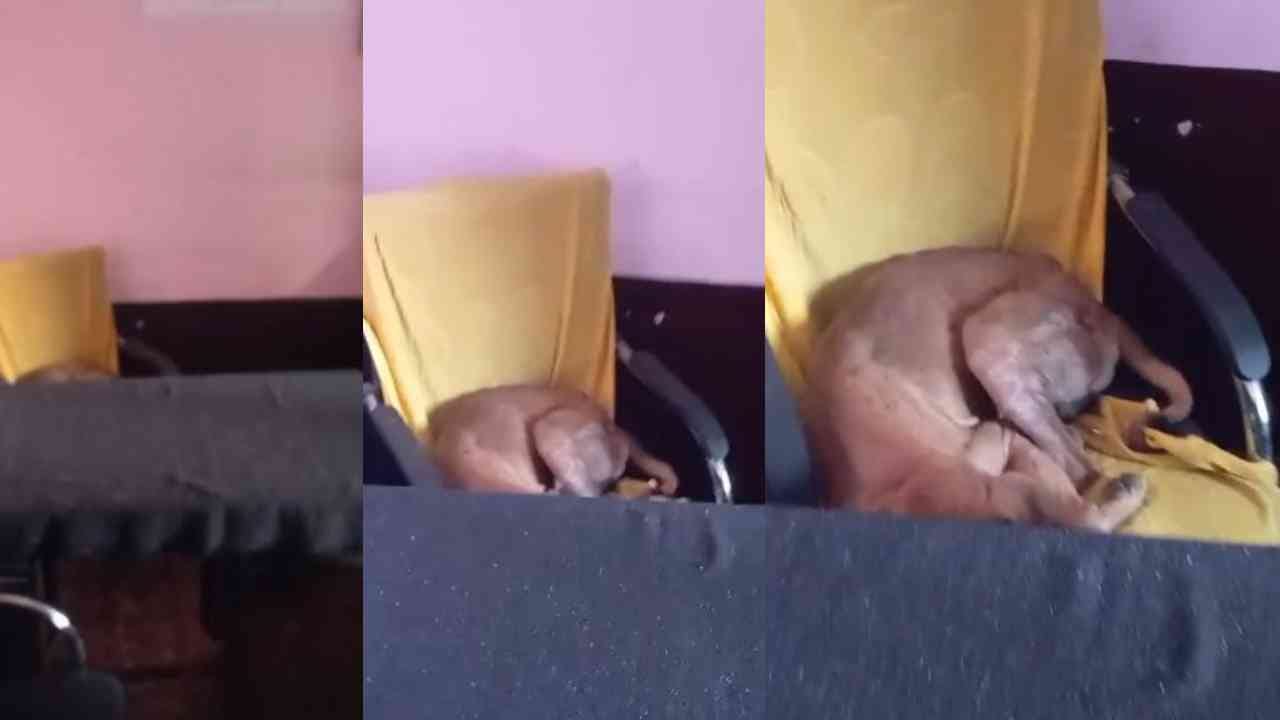 ಚುಮು ಚುಮು ಚಳಿ: ಪಂಚಾಯ್ತಿಯೊಳಗೆ ನುಗ್ಗಿ PDO ಚೇರ್ ಮೇಲೆ ಮಲಗಿದ ಶ್ವಾನ ಚುಮು ಚುಮು ಚಳಿ: ಪಂಚಾಯ್ತಿಯೊಳಗೆ ನುಗ್ಗಿ PDO ಚೇರ್ ಮೇಲೆ ಮಲಗಿದ ಶ್ವಾನ