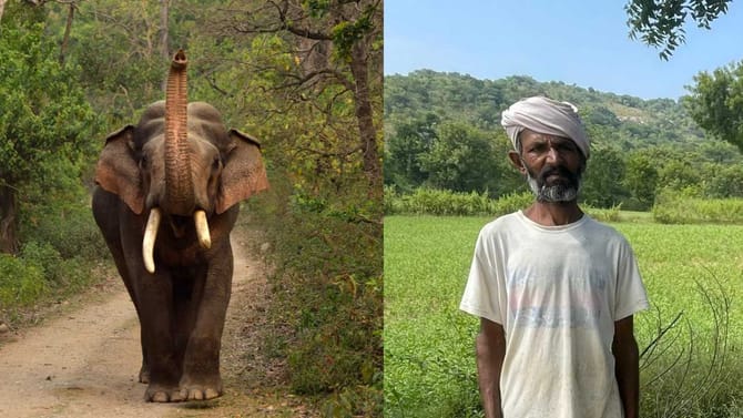 ರಾಮನಗರದಲ್ಲಿ ಆನೆ ದಾಳಿಗೆ ರೈತ ಬಲಿ, ಮೈಸೂರಿನಲ್ಲಿ ಹುಲಿ ದಾಳಿಗೆ ಹಸು ಸಾವು