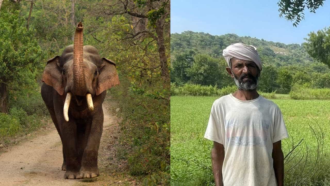 ರಾಮನಗರದಲ್ಲಿ ಆನೆ ದಾಳಿಗೆ ರೈತ ಬಲಿ; ಮೈಸೂರಿನಲ್ಲಿ ಹುಲಿ ದಾಳಿಗೆ ಹಸುಗಳ ಸರಣಿ ಸಾವು