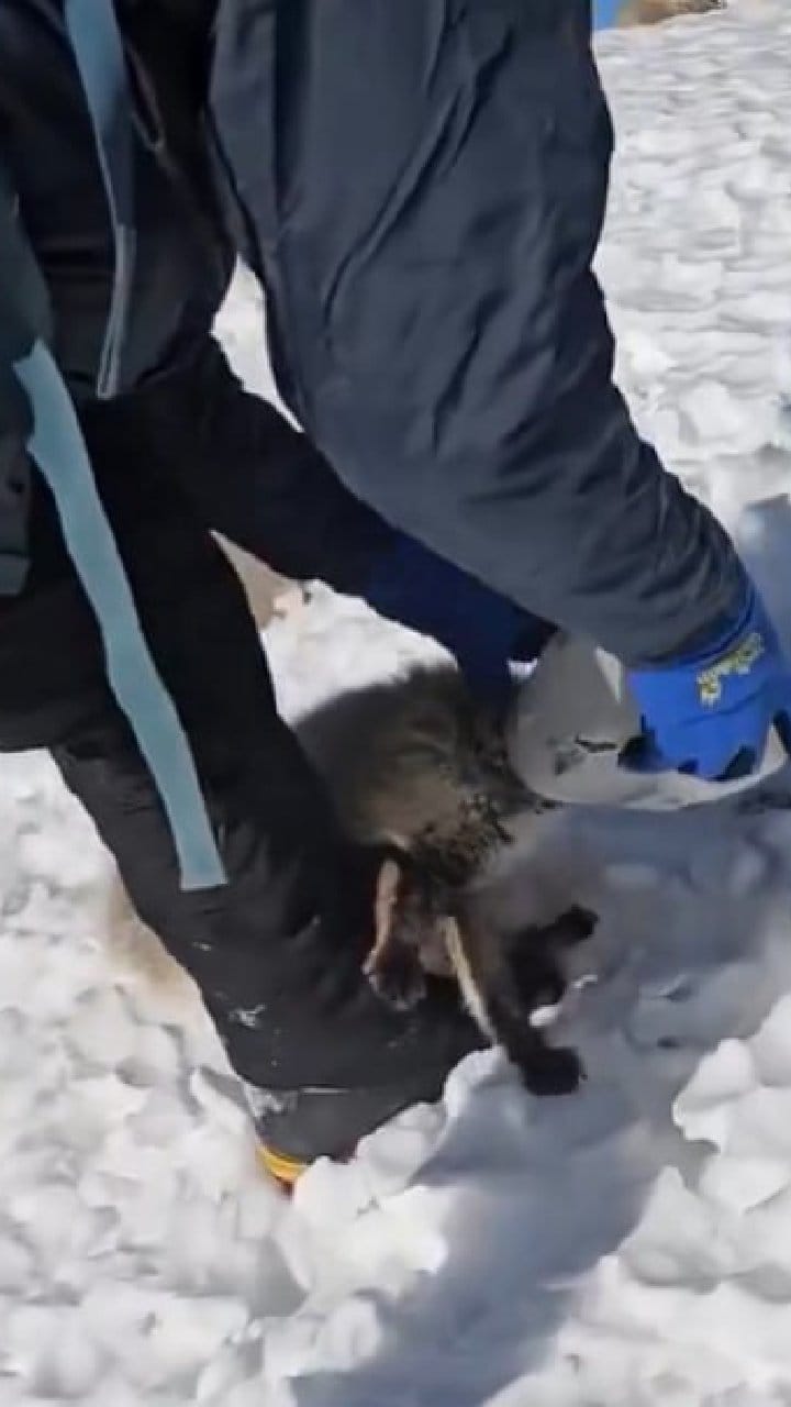 ಪ್ಲಾಸ್ಟಿಕ್ ಬಾಕ್ಸ್​​ನಲ್ಲಿ ತಲೆ ಸಿಲುಕಿಸಿಕೊಂಡ ನರಿಯನ್ನು ಕಾಪಾಡಿದ ಯುವಕರು