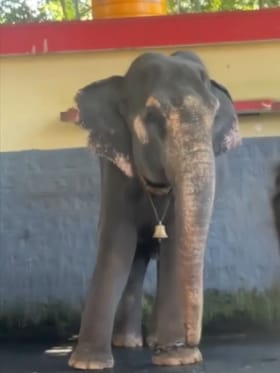 ಹಾಯ್​​ ಮಹಾಲಕ್ಷ್ಮೀ: ಅಯ್ಯೋ ಅದಕ್ಕೆ ಇಂಗ್ಲೀಷ್​​ ಬರುವುದಿಲ್ಲ ಮಾರ್ರೆ