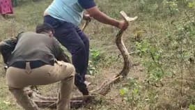 ದೈತ್ಯ ಹೆಬ್ಬಾವು ರಕ್ಷಣೆ, ನಿಟ್ಟುಸಿರು ಬಿಟ್ಟಿ ರೈತರು