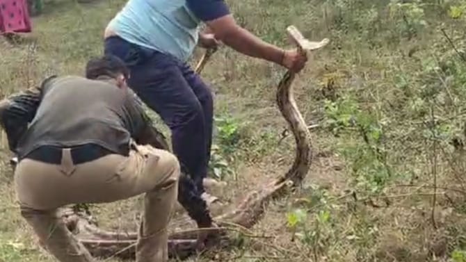 ದೈತ್ಯ ಹೆಬ್ಬಾವು ರಕ್ಷಣೆ, ನಿಟ್ಟುಸಿರು ಬಿಟ್ಟ ರೈತರು