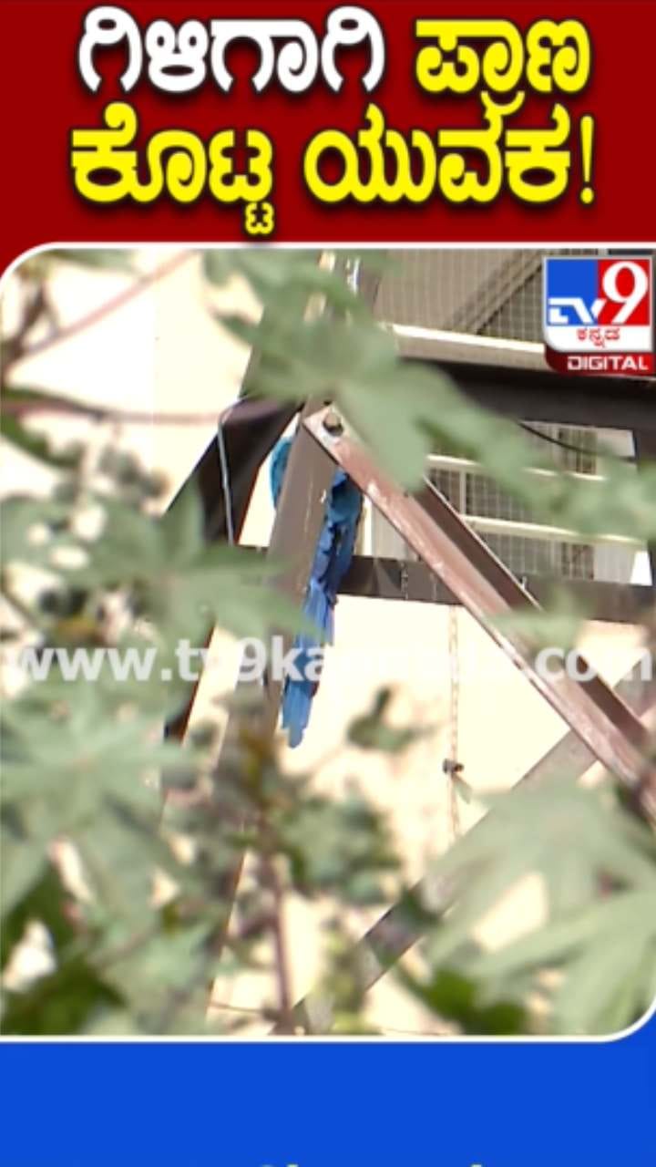 ಸಾಕು ಗಿಳಿ ರಕ್ಷಿಸಲು ಹೋಗಿ ಯುವಕ ಸಾವು