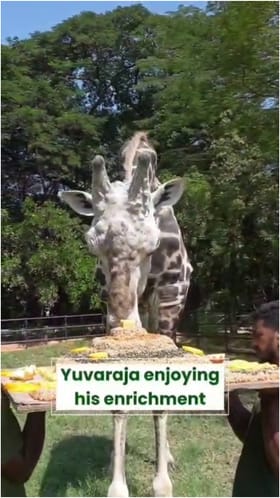 ಕೇಕ್ ಕಟ್ ಮಾಡಿದ ಜಿರಾಫೆ! ಮೈಸೂರು ಝೂನಲ್ಲಿ ಸ್ಪೆಷಲ್ ಬರ್ತ್​ಡೇ