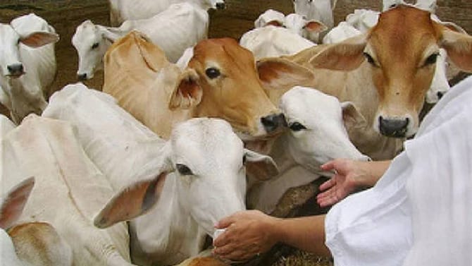 ಹಸುವಿಗೆ ಆಹಾರ ನೀಡುವಾಗ ಈ ತಪ್ಪುಗಳನ್ನು ಮಾಡಬೇಡಿ