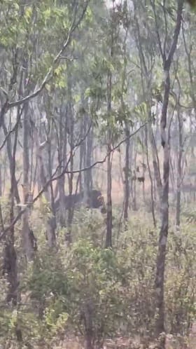 ರಾಣಿಬೆನ್ನೂರಿನಲ್ಲಿ ಬೆಳೆ ನಾಶ ಮಾಡಿದ ಒಂಟಿ ಸಲಗ