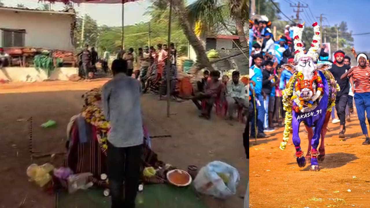 ಹೋರಿಯ ಹೆಸರಲ್ಲಿ ದೇವಸ್ಥಾನ ಕಟ್ಟಿದ್ದು ನೋಡಿದ್ದೀರಾ? ಹೋರಿಯ ಹೆಸರಲ್ಲಿ ದೇವಸ್ಥಾನ ಕಟ್ಟಿದ್ದು ನೋಡಿದ್ದೀರಾ?