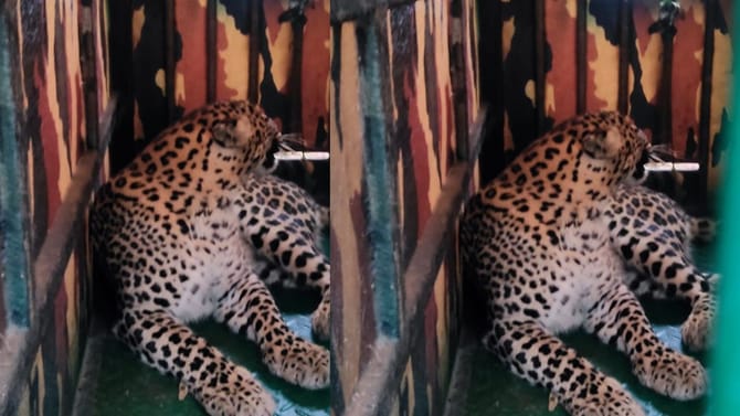 ಹಾವೇರಿಯಲ್ಲಿ ಚಿರತೆ ಸೆರೆ ಹಿಡಿದ ಅರಣ್ಯ ಇಲಾಖೆ ಅಧಿಕಾರಿಗಳು